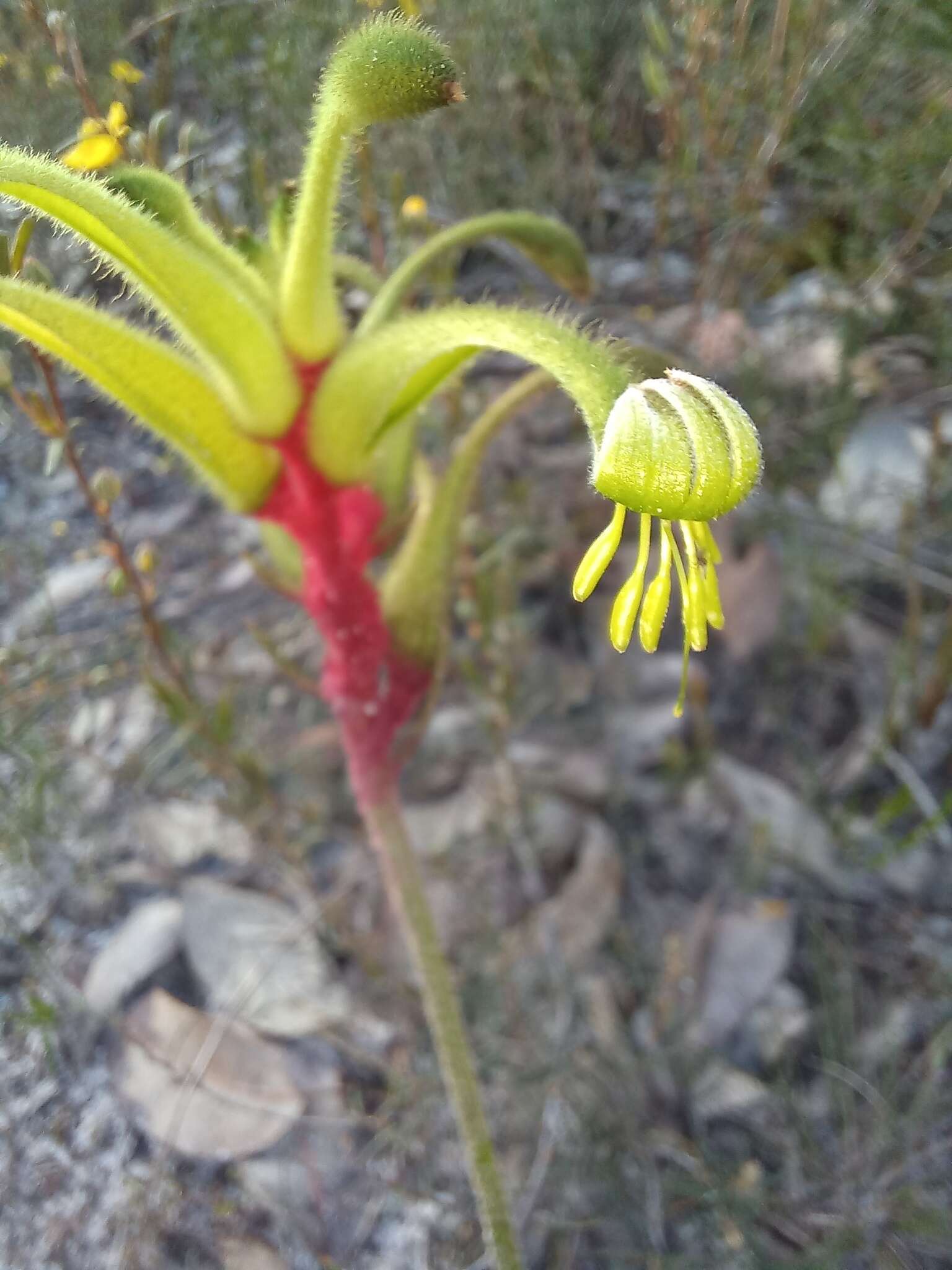 Image of Anigozanthos bicolor Endl.