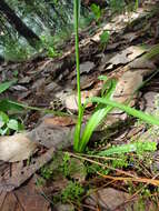 Image of Agave verhoekiae (García-Mend.) Thiede