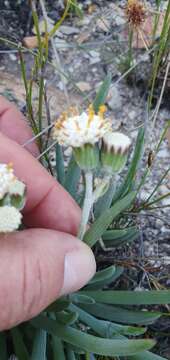 Image of Curio talinoides (DC.) P. V. Heath