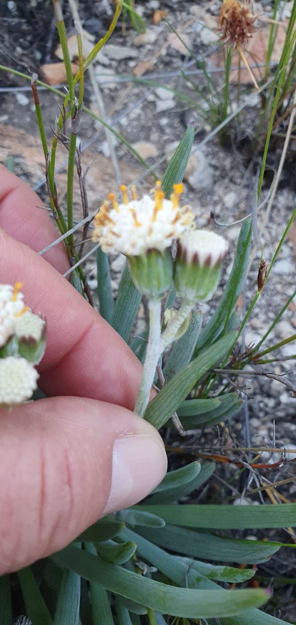 Image de Curio talinoides (DC.) P. V. Heath