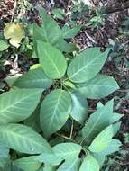 Image of Dendrocnide meyeniana (Walp.) Chew