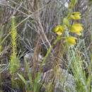 Eulophia platypetala Lindl.的圖片