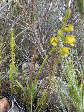 Image de Eulophia platypetala Lindl.