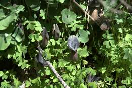 Image of Aristolochia cretica Lam.