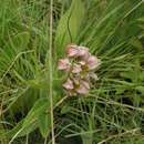 Image de Asclepias cultriformis (Harv. ex Schltr.) Schltr.