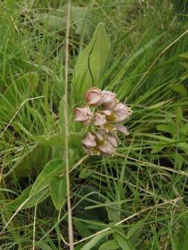 Asclepias cultriformis (Harv. ex Schltr.) Schltr. resmi