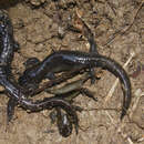 Image of Kori salamander