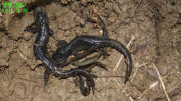 Image of Kori salamander