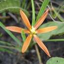 Image of Duthiastrum linifolium (E. Phillips) M. P. de Vos