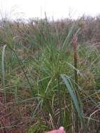 Image of Giant Flat Sedge