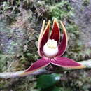 Image of Monocyclanthus vignei Keay