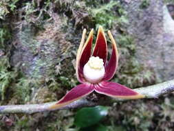 Image de Monocyclanthus vignei Keay