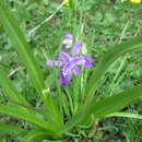 Sivun Iris goniocarpa Baker kuva