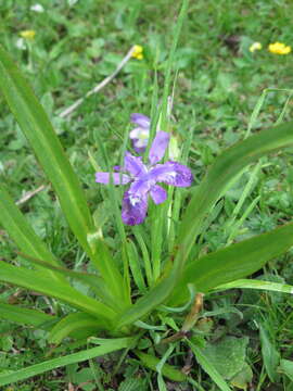 Image of Iris goniocarpa Baker