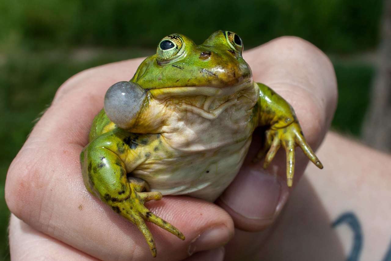 Image de Petite grenouille verte