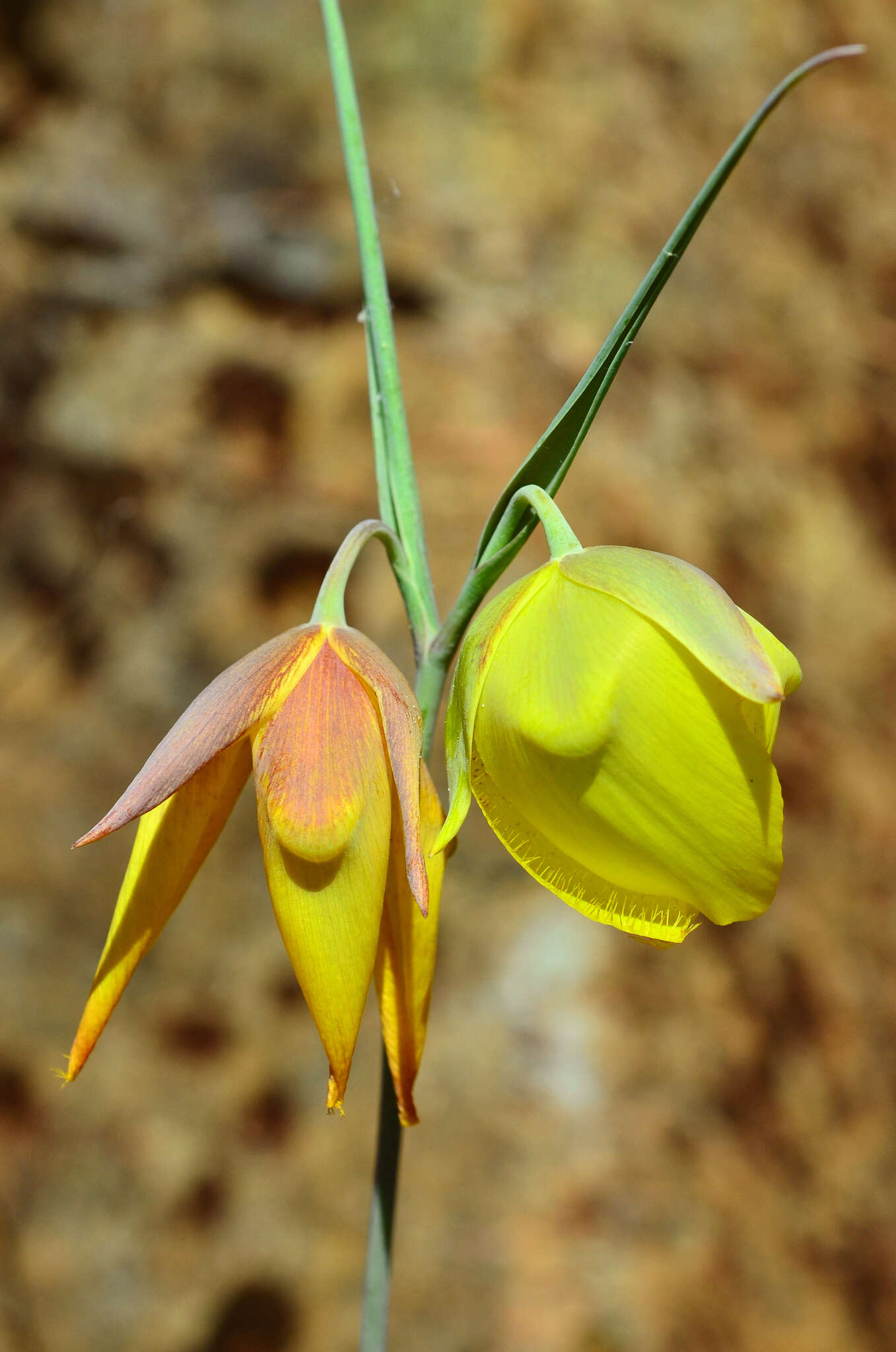 Calochortus raichei Farwig & V. Girard resmi