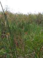 Image of Giant Flat Sedge