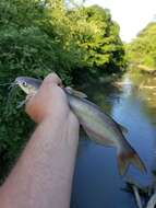 Image of channel catfish