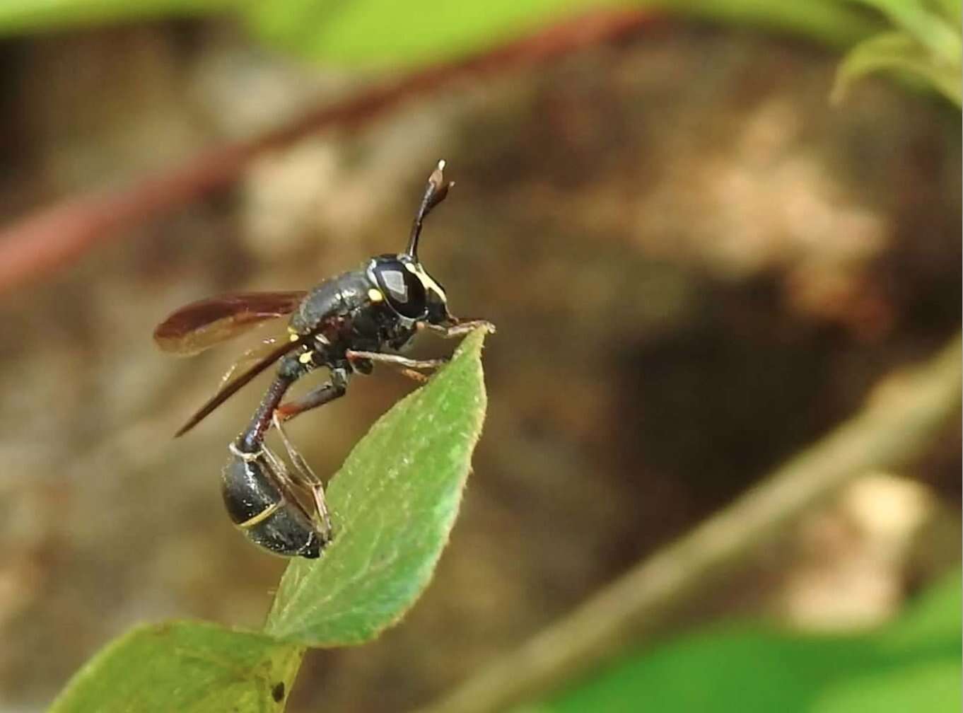 Image of Monoceromyia obscura (Brunetti 1907)