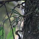 Image of Holcoglossum quasipinifolium (Hayata) Schltr.