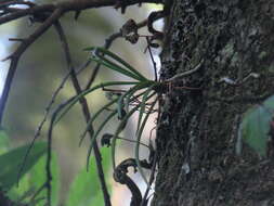 Слика од Holcoglossum quasipinifolium (Hayata) Schltr.