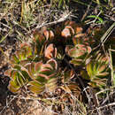 Image of Crassula fallax Friedrich