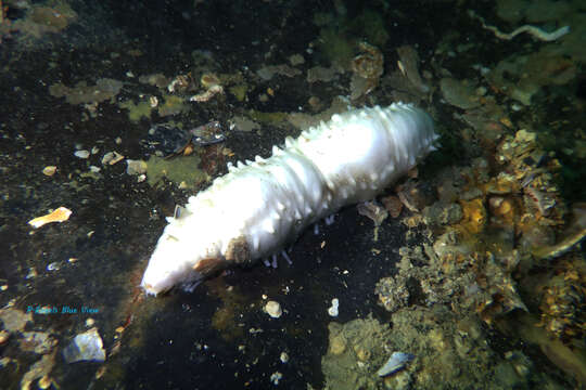 Image of sea gherkin