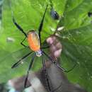 Image of Western Blackleg Orbweaver