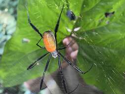 صورة Trichonephila fenestrata venusta (Blackwall 1865)