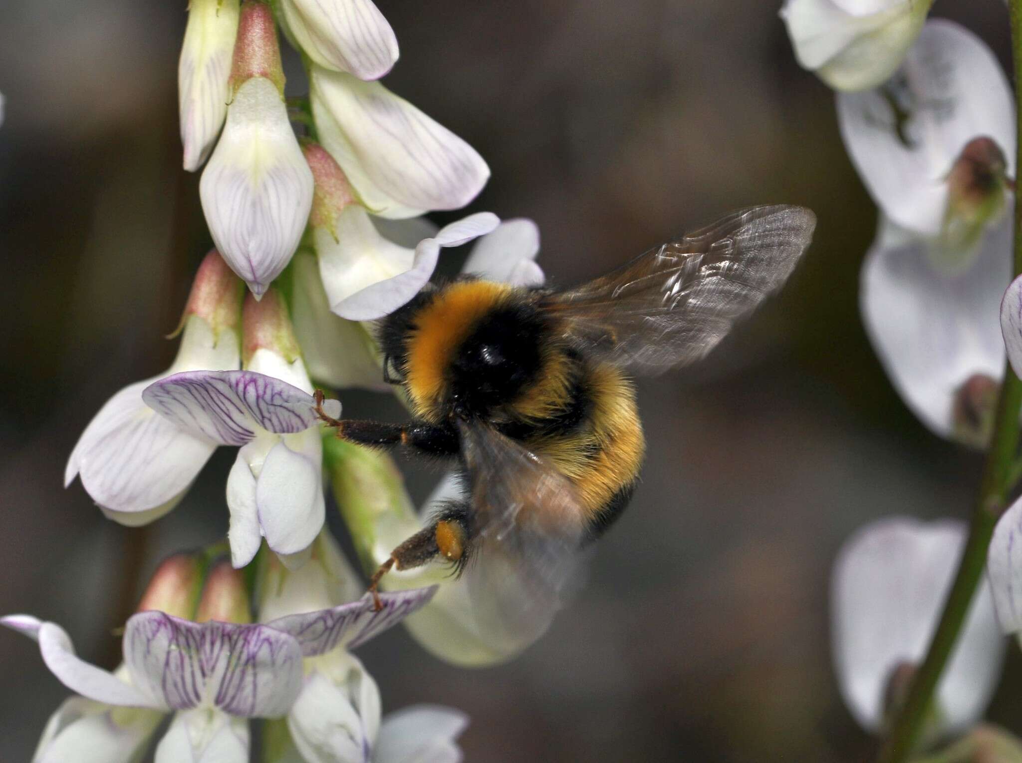 Image of Bombus sporadicus Nylander 1848