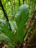 Image of Anthurium hacumense Engl.