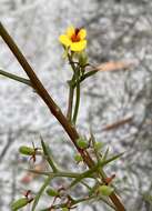 Image of Jacksonia spinosa (Labill.) Sm.