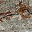 Image of Blackbelly Centipede Snake