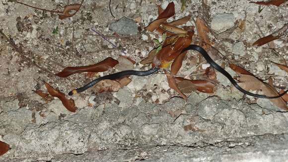 Image of Blackbelly Centipede Snake