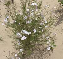 Image of gilia beardtongue