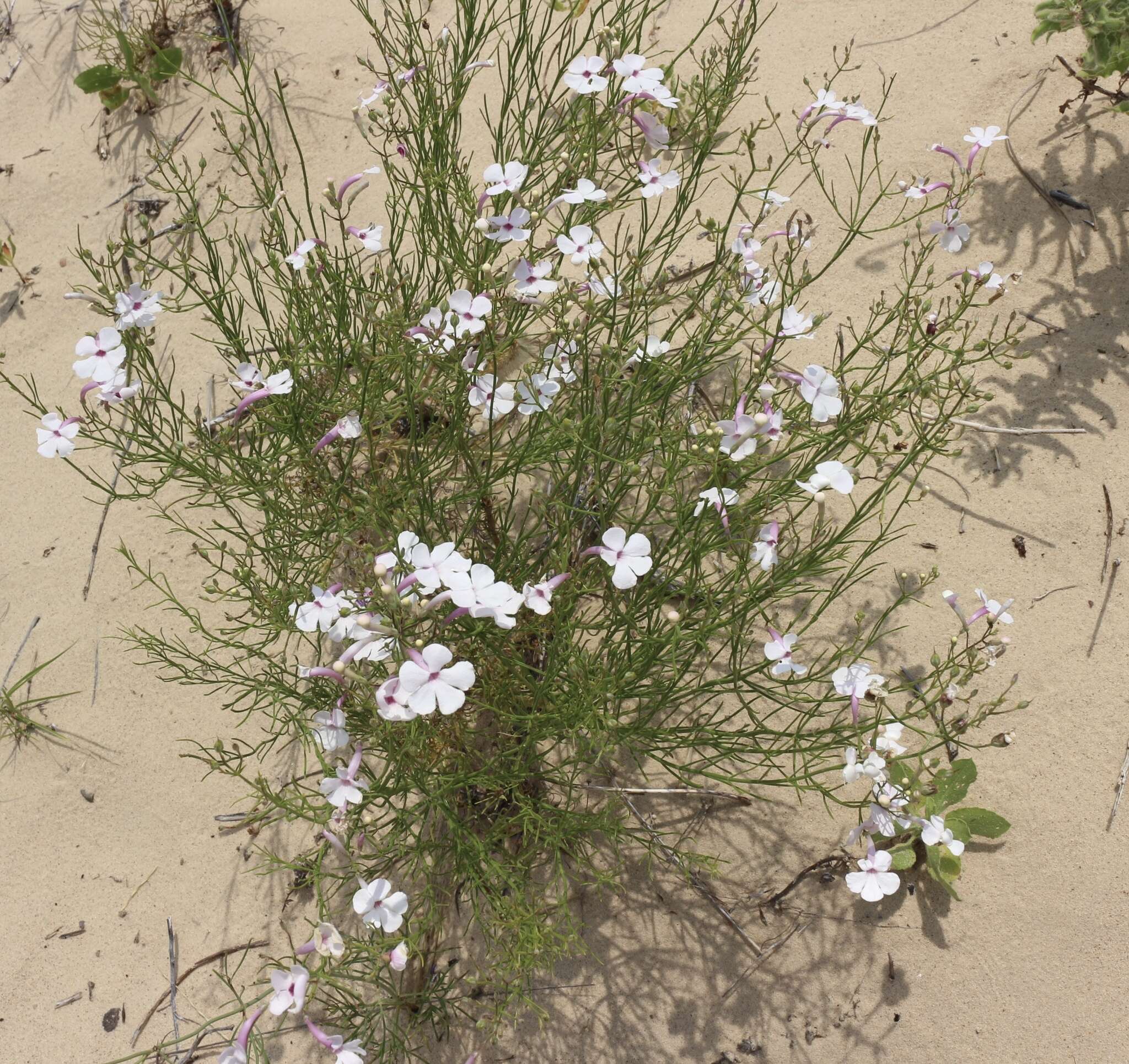 Image of gilia beardtongue