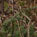 Image of Mentha dalmatica Tausch