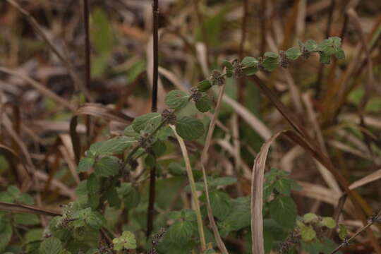 Image of Mentha dalmatica Tausch