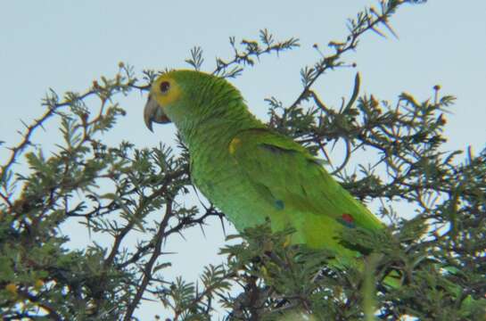 Image of Yellow-shouldered Amazon