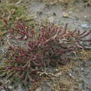 Image of perennial-jointed glasswort