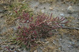 Image of Salicornia perennans Willd.