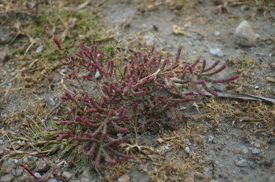 Слика од Salicornia perennans Willd.