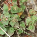 Image of Crassula pellucida subsp. pellucida