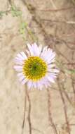 Image of Blochman's erigeron