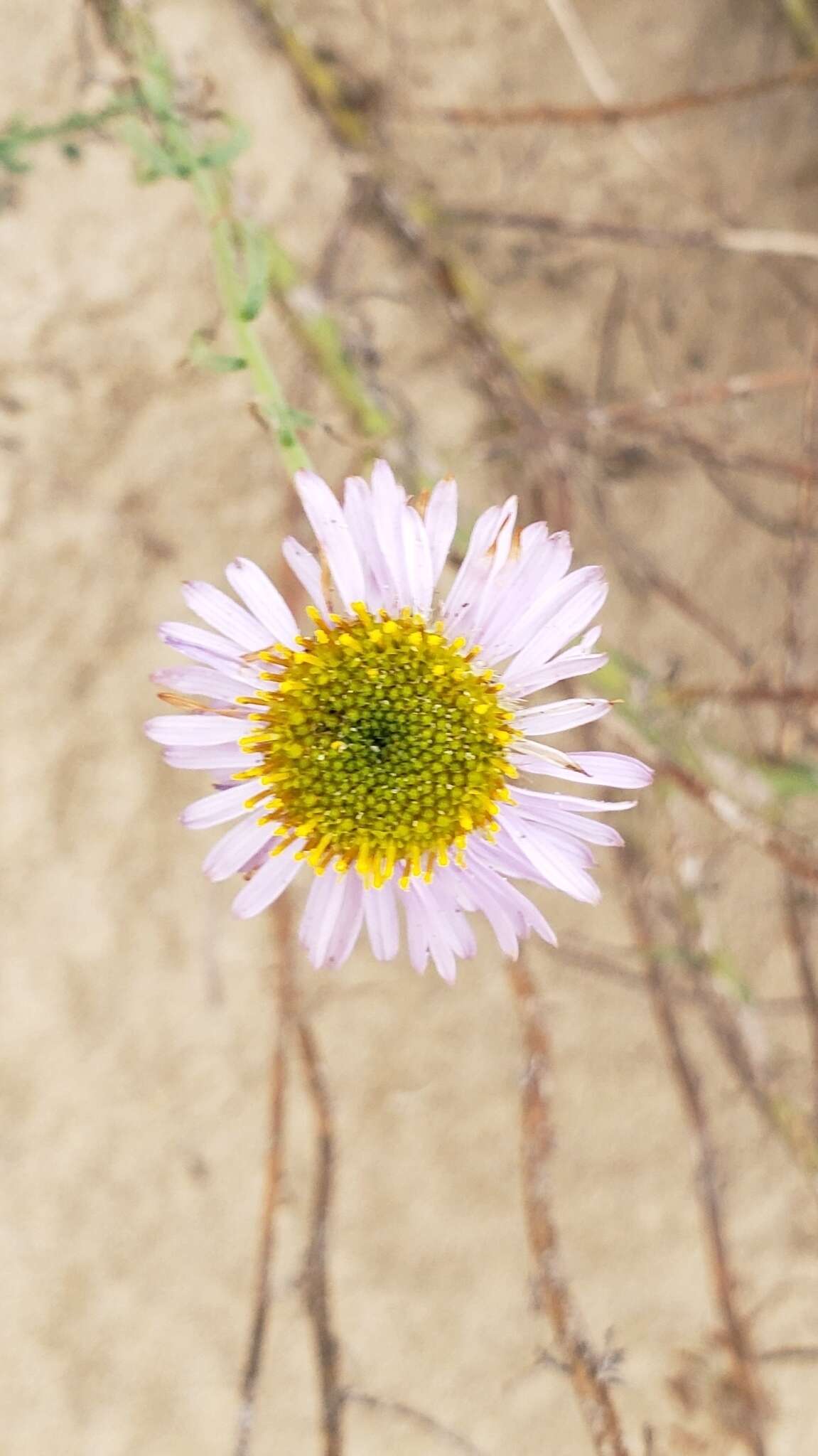 Image of Blochman's erigeron