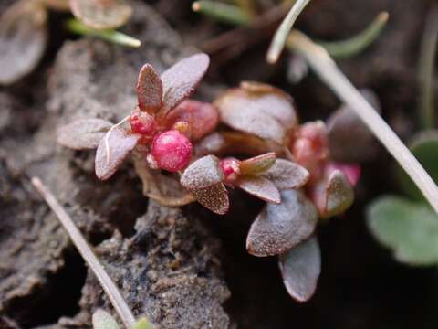 Image of Elatine gratioloides Cunn.