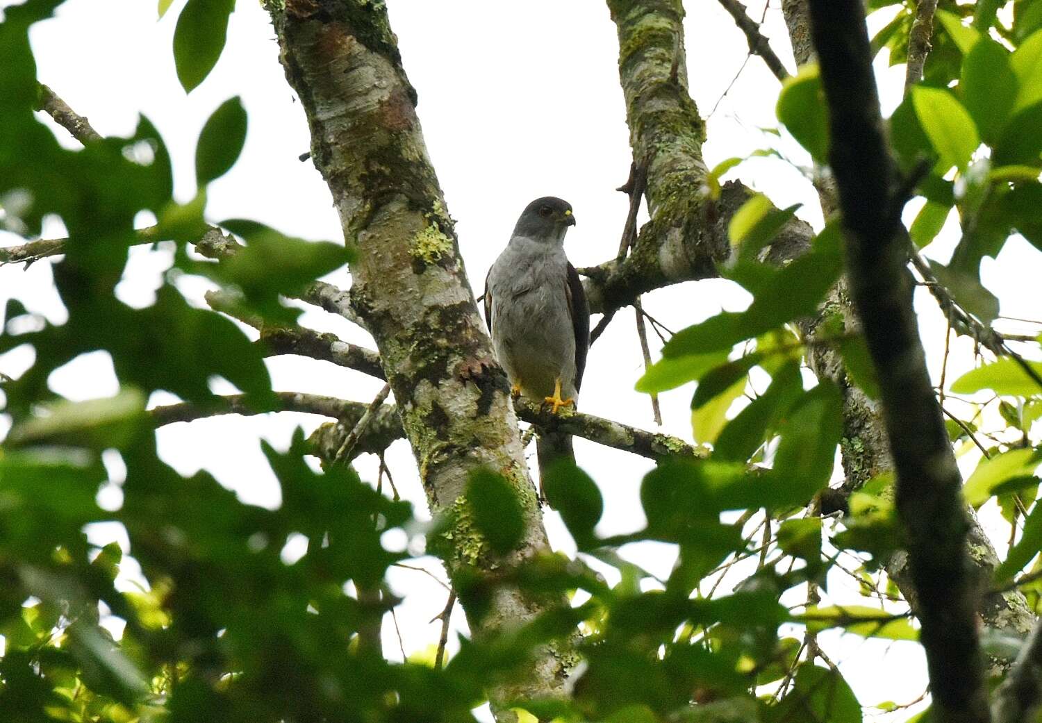 Image of Rufous-thighed Kite