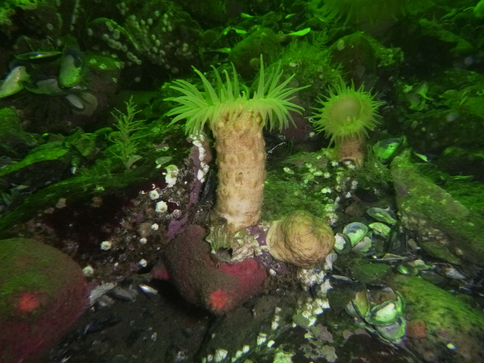 Image of knobby anemone
