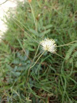 Desmanthus acuminatus Benth. resmi