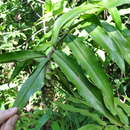 Imagem de Costus bracteatus Rowlee